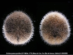 Echinocyamus pusillus (O.F. Müller, 1776) 