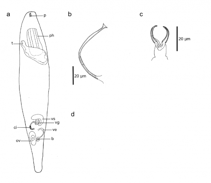 Cheliplana sarnensis (Fig. 2 from Gobert et al., 2017) Cheliplana sarnensis (Fig. 2 from Gobert et al., 2017)