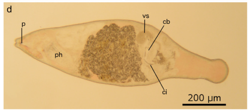 C. sarnenis (Fig. 3 from Gobert et al., 2017)