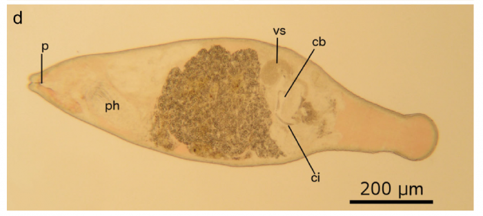 C. sarnenis (Fig. 3 from Gobert et al., 2017) C. sarnenis (Fig. 3 from Gobert et al., 2017)
