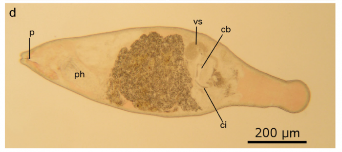 C. sarnenis (Fig. 3 from Gobert et al., 2017)