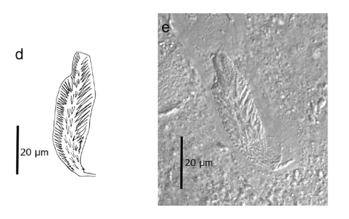 C. canariensis (Fig. 2 from Gobert et al., 2017)