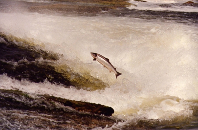Atlantic Salmon (Salmo salar) Atlantic Salmon (Salmo salar)