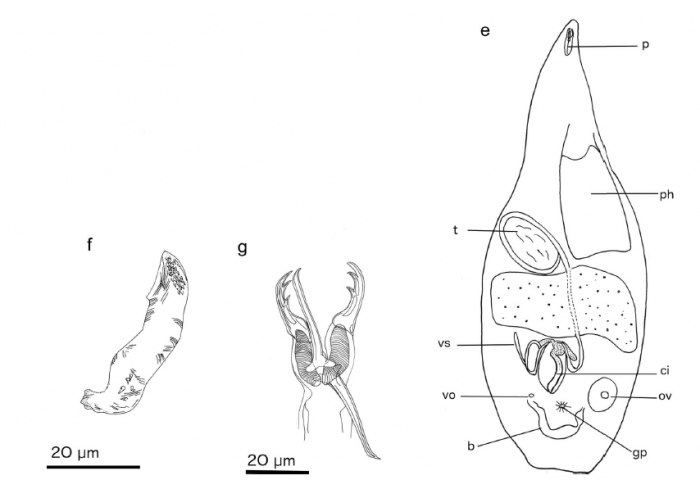 Cheliplanilla cavavulcana (Fig. 4 from Gobert et al., 2017) Cheliplanilla cavavulcana (Fig. 4 from Gobert et al., 2017)