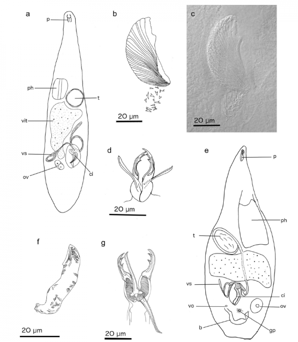 Cheliplana todaroi (Fig. 3 from Gobert et al., 2017) Cheliplana todaroi (Fig. 3 from Gobert et al., 2017)