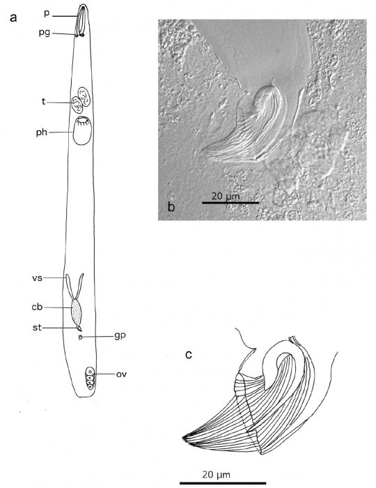 P. martinezi (Fig. 2 from Gobert et al., 2017) P. martinezi (Fig. 2 from Gobert et al., 2017)