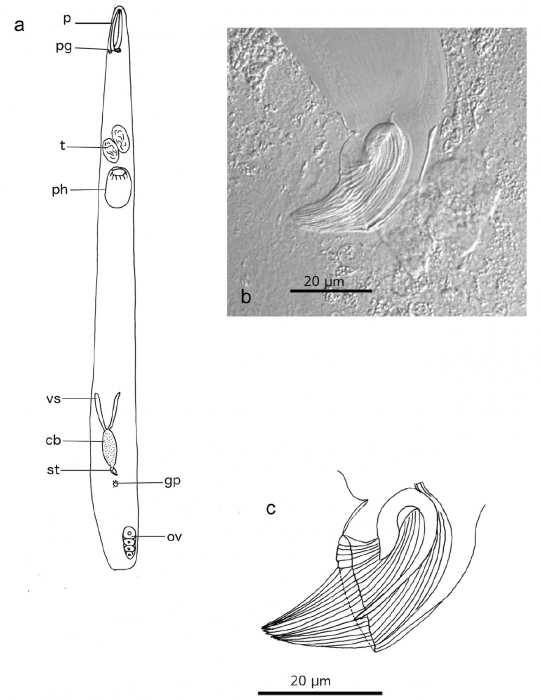 P. martinezi (Fig. 2 from Gobert et al., 2017)