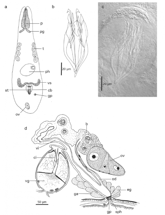 P. timoshkini P. timoshkini