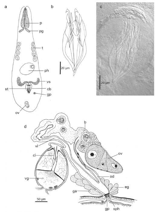 P. timoshkini