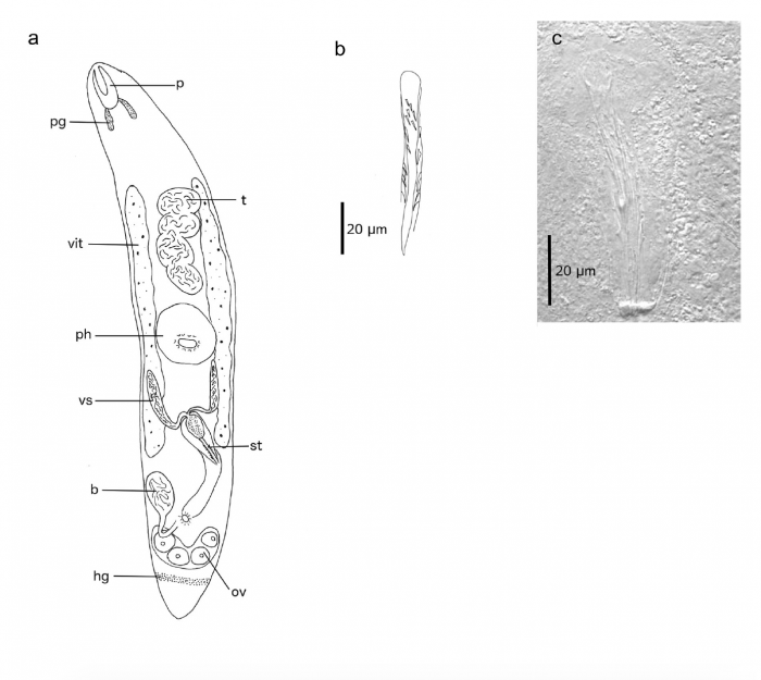 S. lanzarotensis (Fig. 7 from Gobert et al., 2017) S. lanzarotensis (Fig. 7 from Gobert et al., 2017)