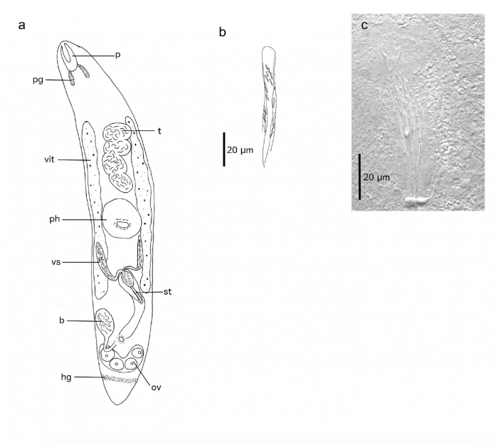 S. lanzarotensis (Fig. 7 from Gobert et al., 2017)