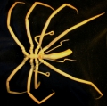 Chelicerata (sea spiders & mites)