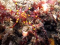 Chelicerata (sea spiders & mites)