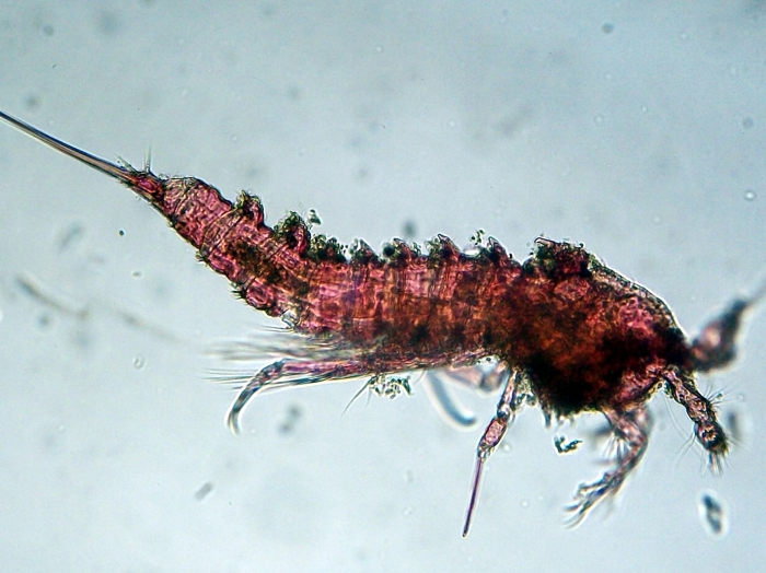 Echinolaophonte villabonae Fuentes-Reinés & Suárez-Morales, 2017.