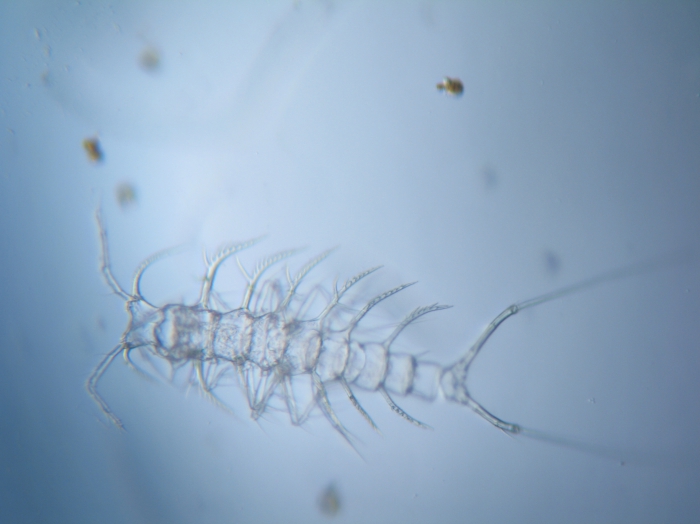 Ceratonotus elongatus Gómez & Díaz, 2017