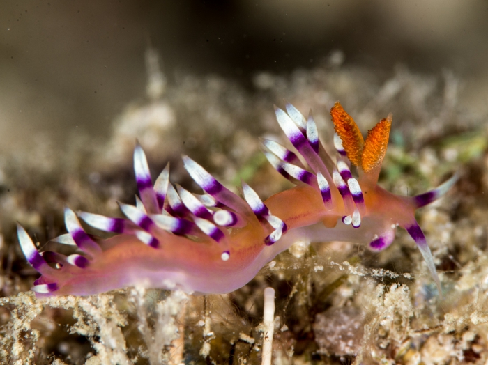 Coryphellina exoptata Coryphellina exoptata
