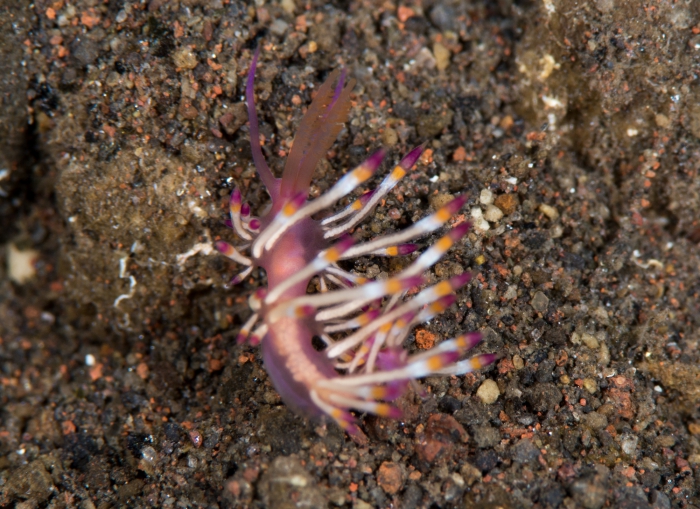 Coryphellina delicata Coryphellina delicata