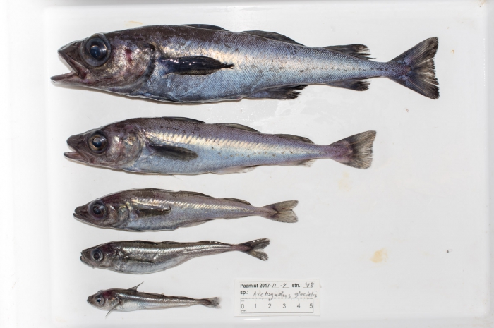 Arctogadus glacialis - 5 sizes Arctogadus glacialis - 5 sizes