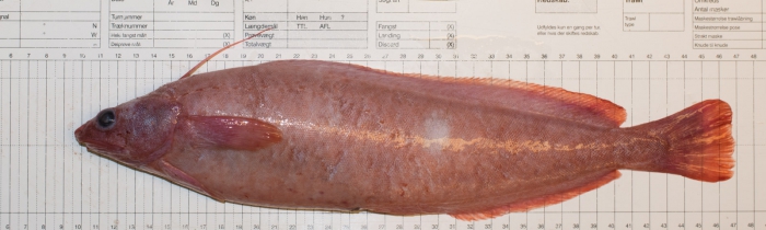 Gaidropsarus ensis - large Gaidropsarus ensis - large