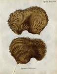Spongia foliacea Esper, 1797