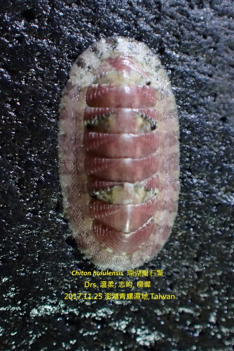 Chiton hululensis (E. A. Smith, 1903)