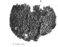 Porifera (sponges)