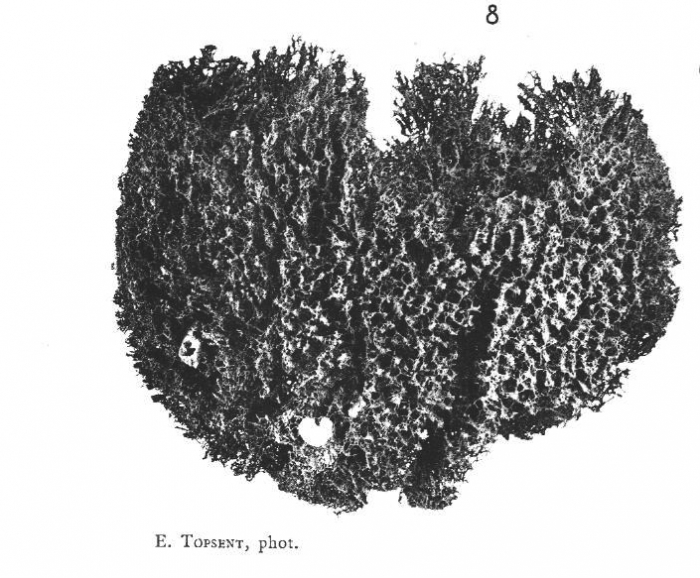 Spongia linteiformis Lamarck, 1814