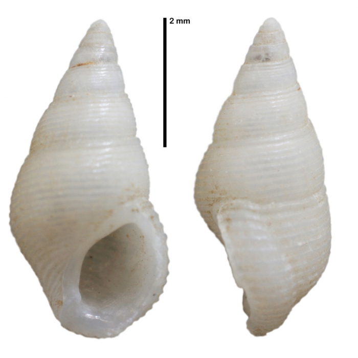 Stosicia angioliformis Faber, 2017 Stosicia angioliformis Faber, 2017