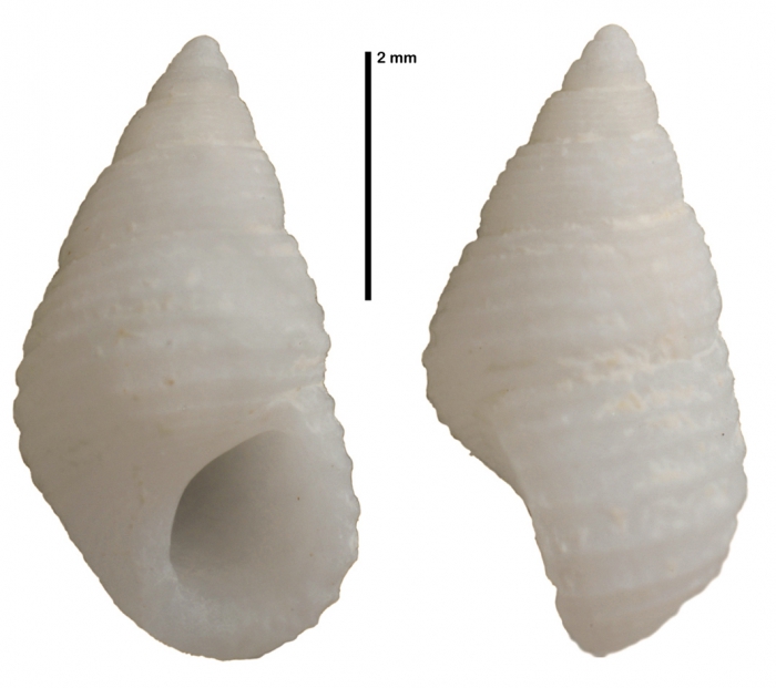 Stosicia exarata Faber, 2017 Stosicia exarata Faber, 2017