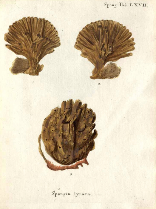Spongia lyrata Esper, 1794