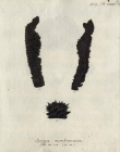Spongia membranacea Esper, 1794