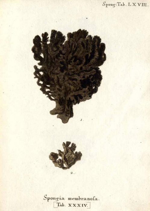 Spongia membranosa sensu Esper, 1794