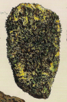 Spongia membranosa Pallas, 1766