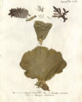 Spongia otahitica Esper, 1797