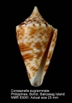 Conasprella eugrammata
