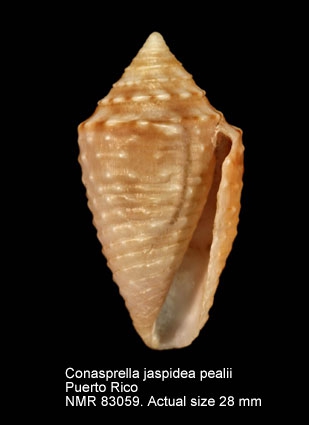 Conus jaspideus pealii