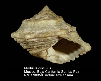 Modulus disculus