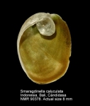 Smaragdinella calyculata