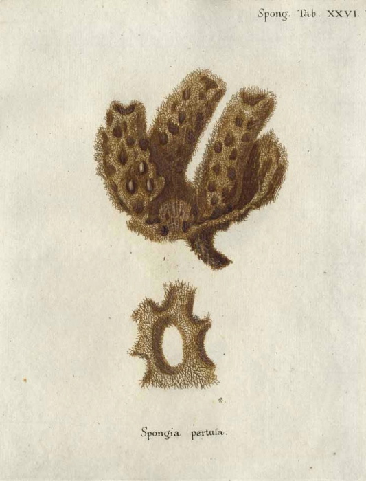 Spongia pertusa Esper, 1794