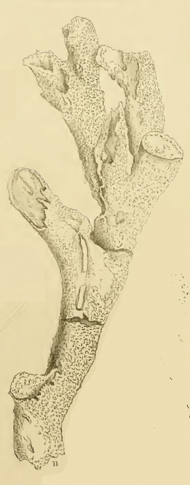 Spongia ramosa Mantell, 1822 (fossil)