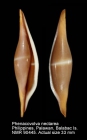 Phenacovolva nectarea