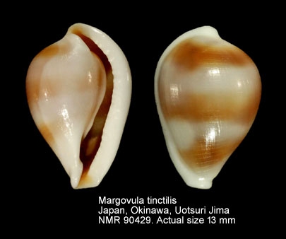 Margovula tinctilis