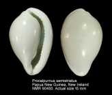 Procalpurnus semistriatus