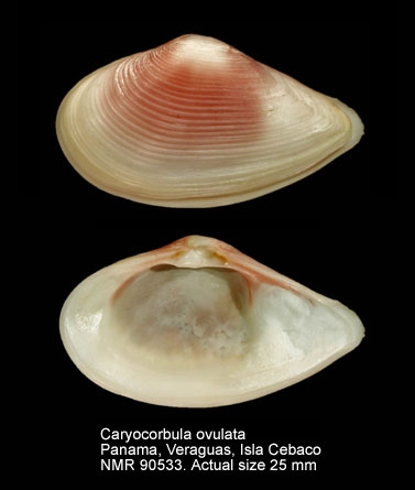 Caryocorbula ovulata