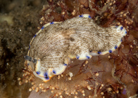Dermatobranchus caeruleomaculatus