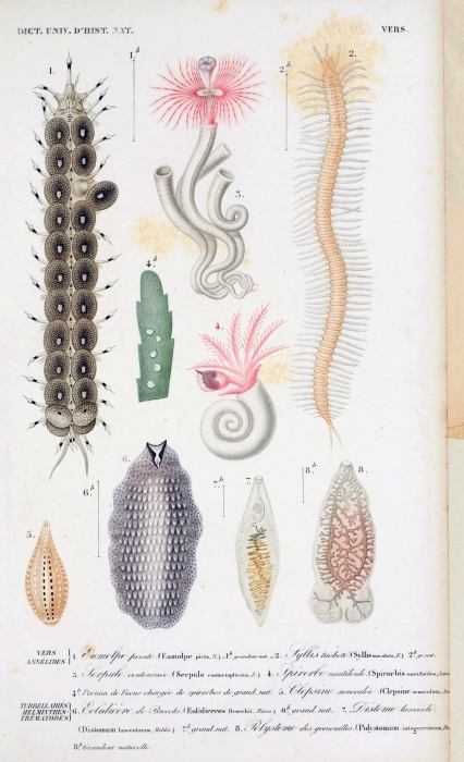 Eumolpe picta original figure in d'Orbigny's Dictionnaire universel d'histoire naturelle 