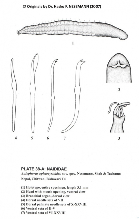 Aulophorus opistocystoides (holotype)