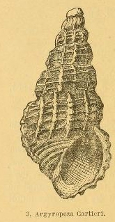 Phosinella cartieri (Hornung & Mermod, 1929)