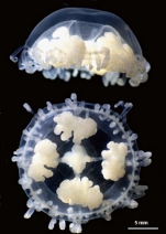 medusa of Scolionema sanshin 