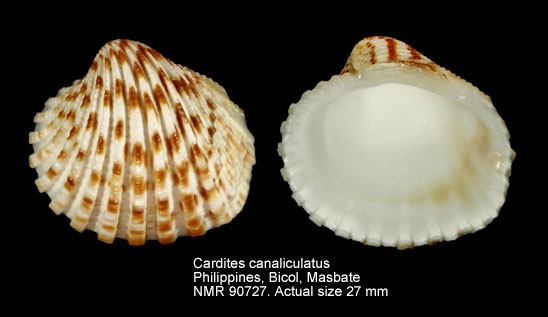 Cardites canaliculatus